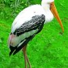 Beautiful Stork Bird paint by numbers