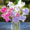 Sweetpea In Glass Jar paint by numbers