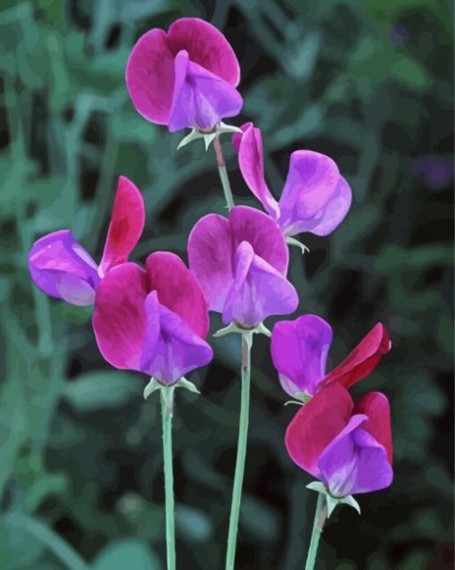 Sweetpea Flowers paint by numbers