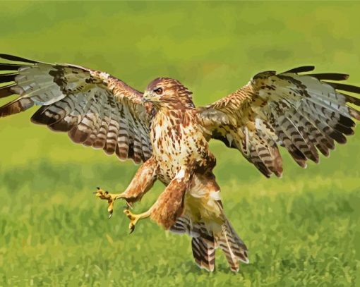 The Common buzzard paint by numbers