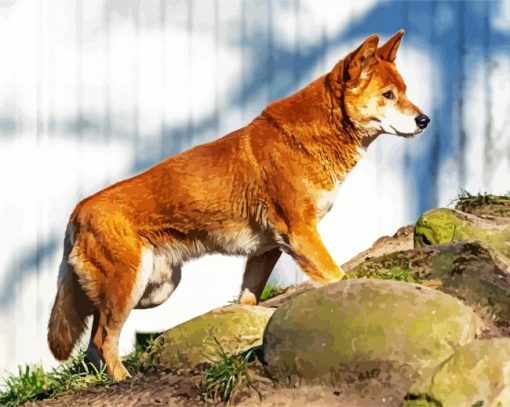The Dingo Dog paint by numbers