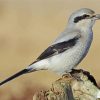 The Great Grey Shrike paint by numbers