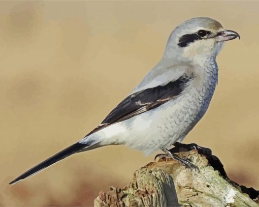 The Great Grey Shrike paint by numbers