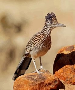 The Roadrunner Bird paint by numbers