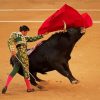 The Spanish Bullfighter paint by numbers