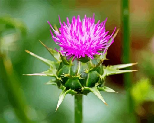 Cirsium Thistle paint by numbers