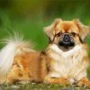 Adorable Tibetan Spaniel paint by numbers