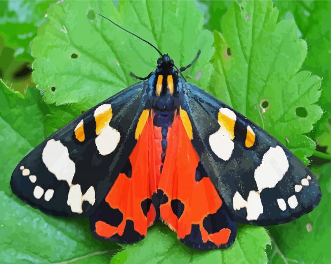 Tiger Moth Butterfly paint by numbers