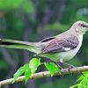 Tropical Mockingbird paint by numbers