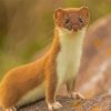 Adorable Weasel paint by numbers