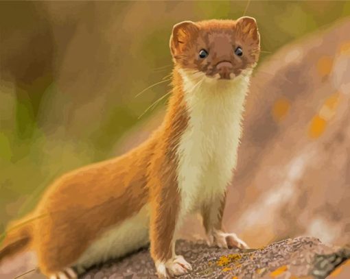 Adorable Weasel paint by numbers