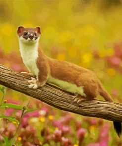 Weasel On Branch paint by numbers