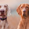 Two Weimaraner Dogs paint by numbers