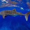 Aesthetic Whale Shark Undersea paint by numbers