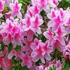 White And Pink Azaleas paint by numbers