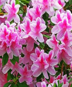 White And Pink Azaleas paint by numbers