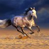 Andalusian Horse In The Desert paint by numbers