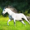 White Andalusian Horse Running paint by n umbers