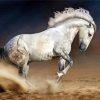 White Andalusian Horse paint by numbers