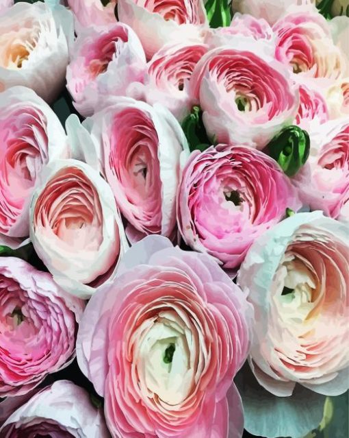 White Pink Ranunculus paint by numbers