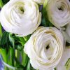 Beautiful White Ranunculus paint by numbers