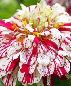 White Red Zinnia paint by numbers