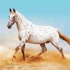 White Appaloosa Horse paint by numbers