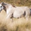 White Brumby Horse paint by numbers