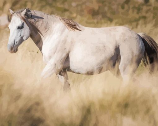 White Brumby Horse paint by numbers