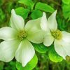 Beautiful White Dogwood paint by numbers