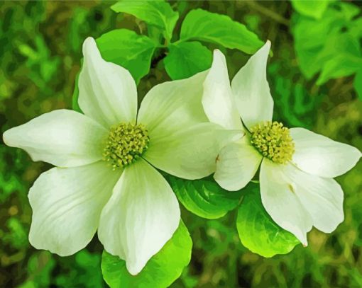 Beautiful White Dogwood paint by numbers