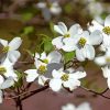 White Dogwood paint by numbers