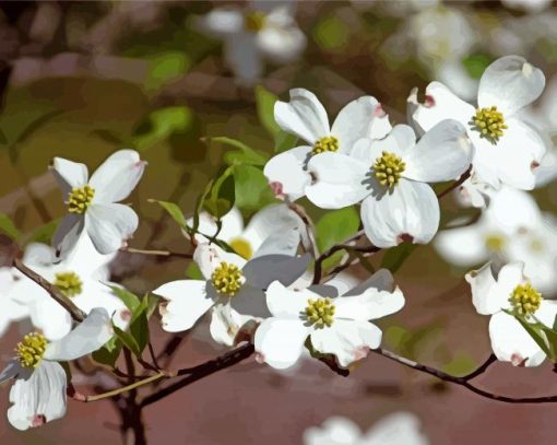 White Dogwood paint by numbers