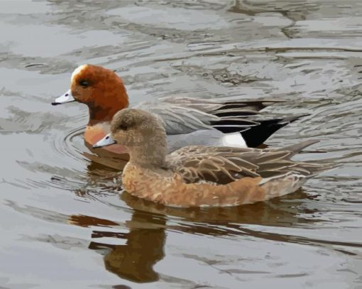 Wigeon Birds paint by numbers
