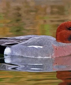Wigeon In Water paint by numbers