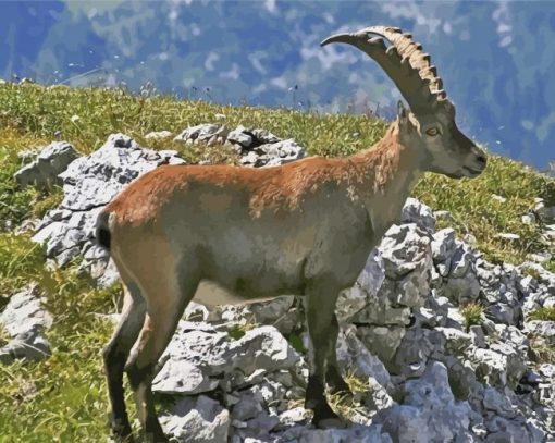 Chamois Wild Animal paint by numbers