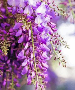Aesthetics Wisteria Flowers Plant paint by numbers