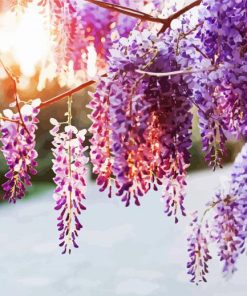 Purple Wisteria Flowers Plant paint by numbers