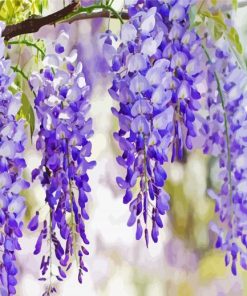 Wisteria Flowers Plant paint by numbers
