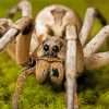 Wolf Spider paint by numbers