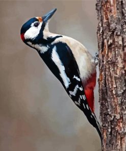Woodpeckers On Tree paint by numbers