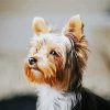 Lovely Yorkie Puppy paint by numbers