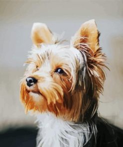 Lovely Yorkie Puppy paint by numbers