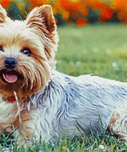 Fantastic Yorkie Dog paint by numbers