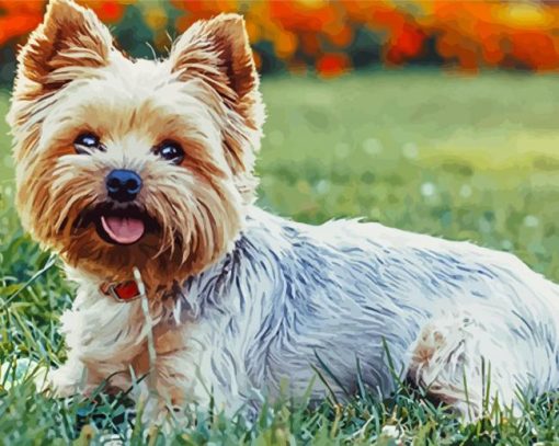 Fantastic Yorkie Dog paint by numbers