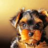 Adorable Yorkshire Terrier Dog paint by numbers