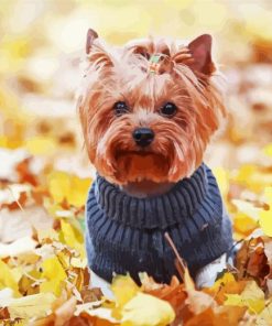 Yorkshire Terrier Wearing Clothes paint by numbers