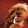 Yorkshire Terrier And Tooth Brush paint by numbers