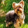 Yorkshire Terrier Dog Animal paint by numbers