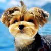 Cute Yorkshire Terrier paint by numbers